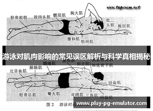 游泳对肌肉影响的常见误区解析与科学真相揭秘